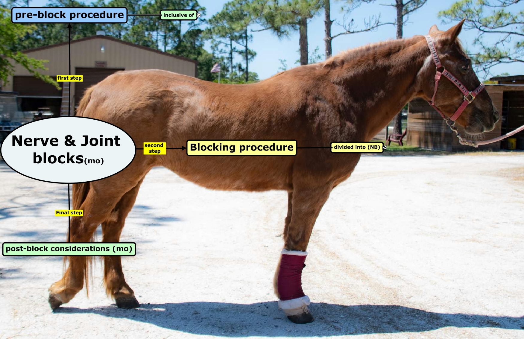 GROUP 4 LAB 3 (Equine Nerve & Joint Blocks)